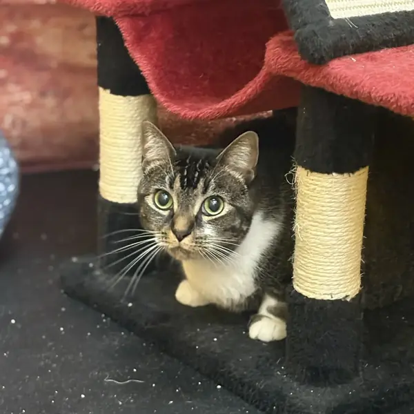 Cat enjoying quiet time at K9 Rox Club boarding